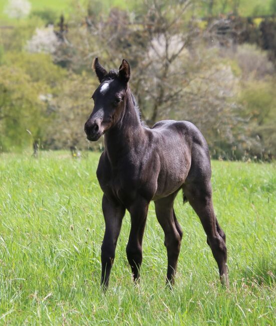 Traumhaftes blue roan Quarter Horse Stutfohlen, Kerstin Rehbehn (Pferdemarketing Ost), Horses For Sale, Nienburg, Image 6