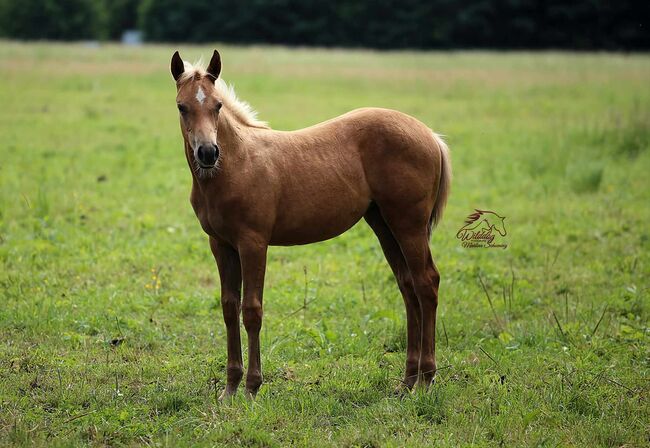 Traumhafte gold palomino rabicano Quarter Horse Stute mit top Abstammung, Kerstin Rehbehn (Pferdemarketing Ost), Horses For Sale, Nienburg, Image 2