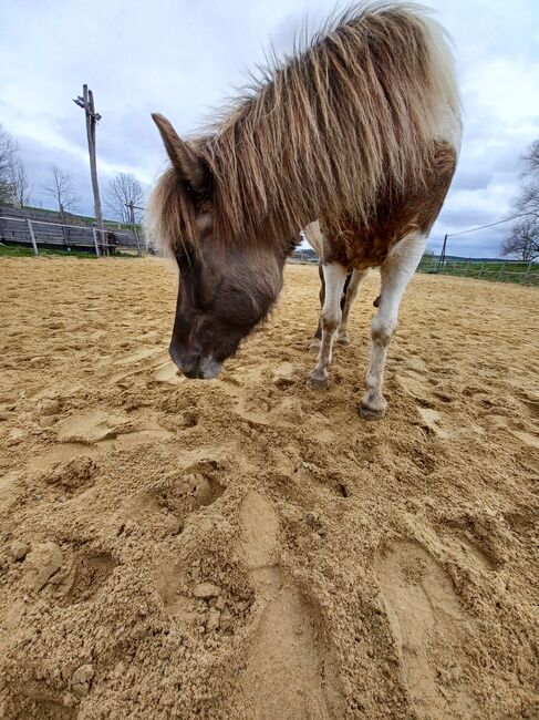 Verkaufe Traumpony, Tanja Christoph, Horses For Sale, Beutelsbach, Image 5