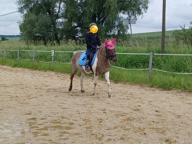Verkaufe Traumpony, Tanja Christoph, Horses For Sale, Beutelsbach, Image 4