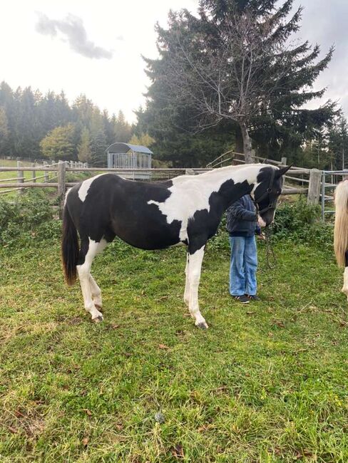 Traumhafte Stute von Samico, jährig Muttervater Sterntänzer, E.C., Horses For Sale, Reichenfels