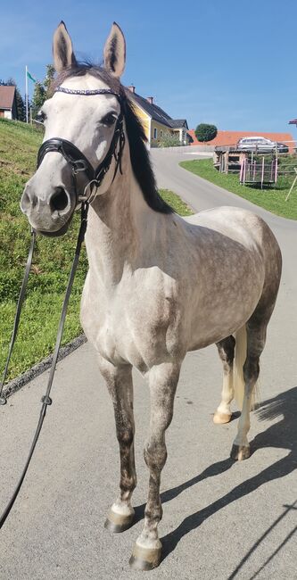 Traum Stute, Johanna Rust , Horses For Sale, Graz, Image 2