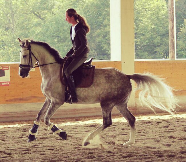 Traum Stute, Johanna Rust , Horses For Sale, Graz