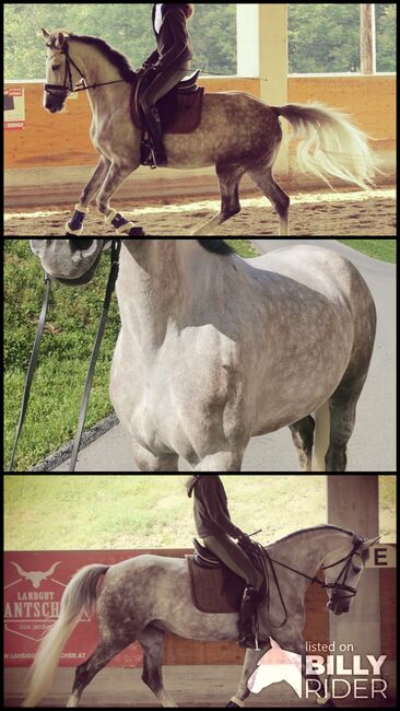 Traum Stute, Johanna Rust , Horses For Sale, Graz, Image 4