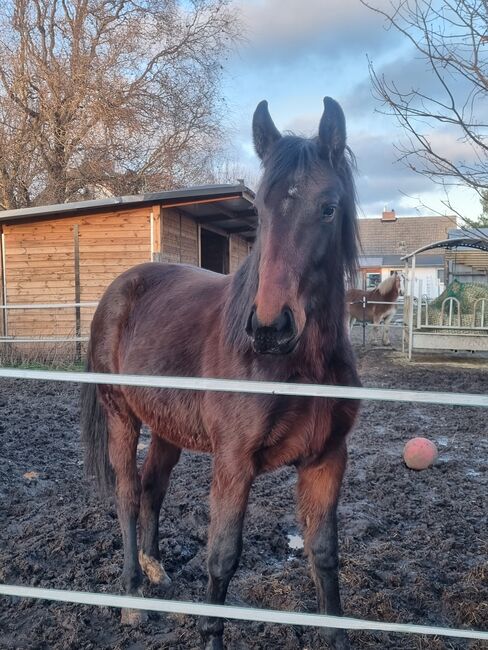 Traumstute mit Traumcharakter, Jennifer , Horses For Sale, Seelow , Image 4