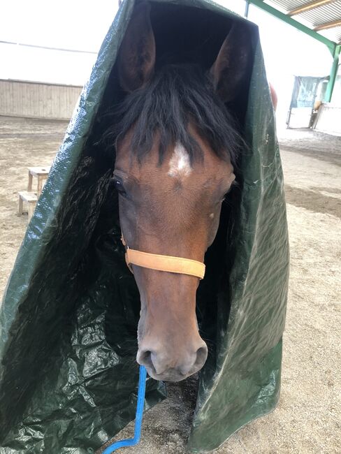 Traumstute mit Charakter, Stefanie Schindler, Horses For Sale, Obertrum am See, Image 10