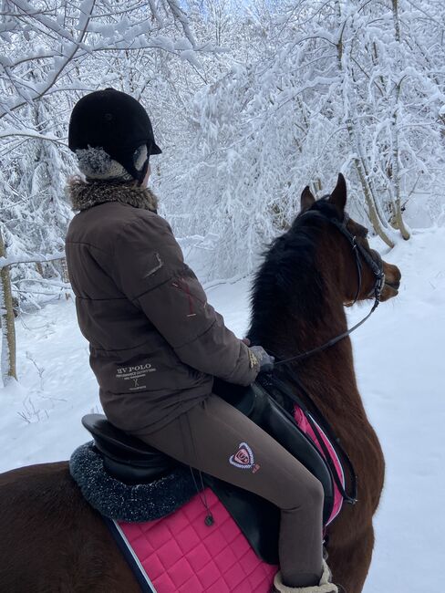 Traumstute mit Charakter, Stefanie Schindler, Horses For Sale, Obertrum am See, Image 8