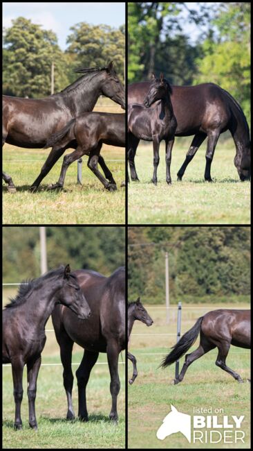 Traumstutfohlen P.R.E, Nováková , Horses For Sale, Nova Bystrice , Image 6