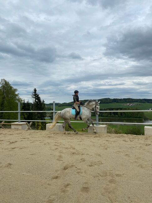 Verkaufe Traum Wallach, Alexandra Eder, Horses For Sale, Hiltenwiesen