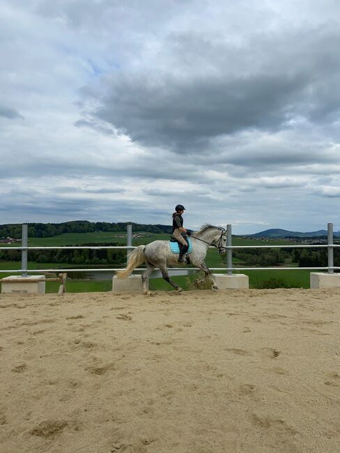 Verkaufe Traum Wallach, Alexandra Eder, Horses For Sale, Hiltenwiesen, Image 4