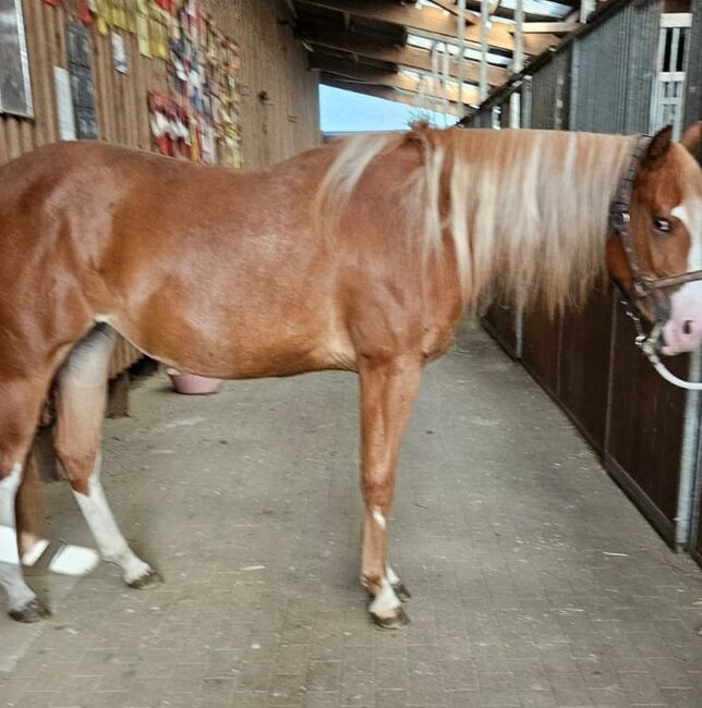 Traumstütchen sucht ein neues Zuhause (Paint Horse), Kerstin Rehbehn (Pferdemarketing Ost), Horses For Sale, Nienburg, Image 5