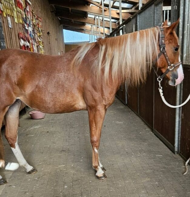 Traumstütchen sucht ein neues Zuhause (Paint Horse), Kerstin Rehbehn (Pferdemarketing Ost), Horses For Sale, Nienburg, Image 7