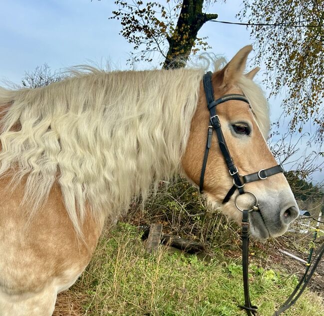 Liebe Haflingerstute!, Pferdeglück (Pferdeglück GmbH), Konie na sprzedaż, Pelmberg