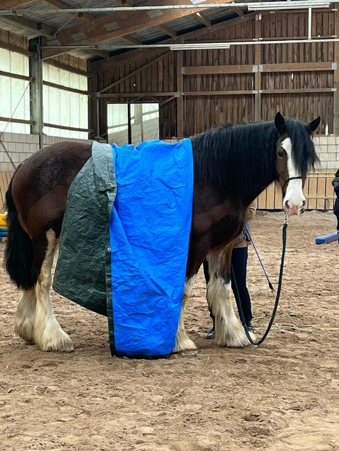 Liebe Shire Horse Stute, Heike, Konie na sprzedaż, Alsbach-Hähnlein, Image 4