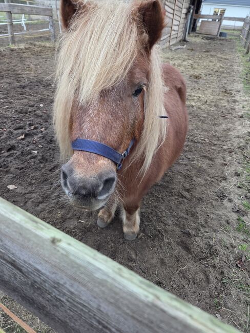 Liebe Shettystute in beste Hände, Vanessa , Konie na sprzedaż, Barleben Meitzendorf