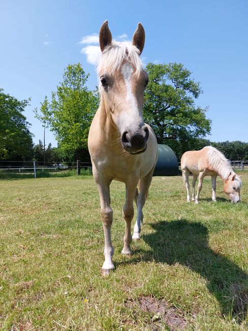 Liebe junge Haflinger Dame, Thess, Konie na sprzedaż, Henstedt-Ulzburg , Image 2