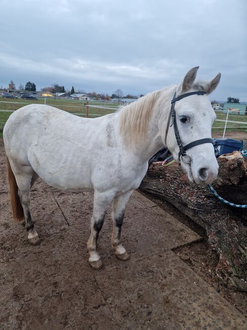 Lieber Pony Wallach sucht zuhause, Pia S, Konie na sprzedaż, Offenbach , Image 2