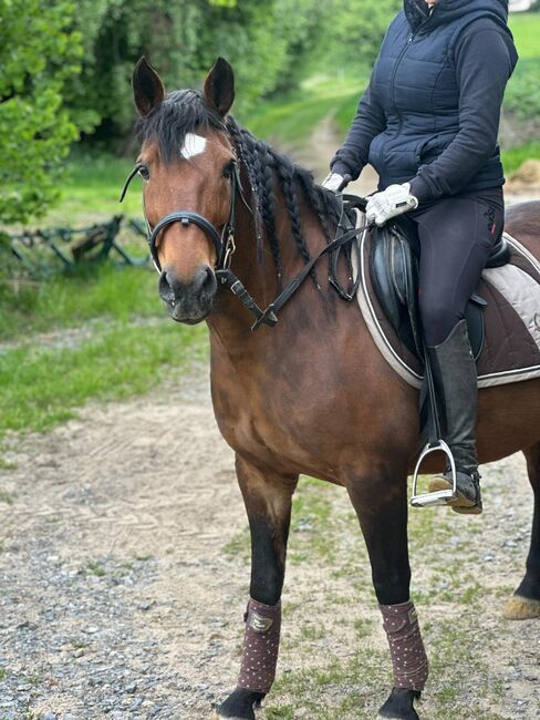 Liebes Pony abzugeben, Marcel S , Konie na sprzedaż, Mettmann , Image 3