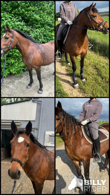 Liebes Pony abzugeben, Marcel S , Konie na sprzedaż, Mettmann , Image 12