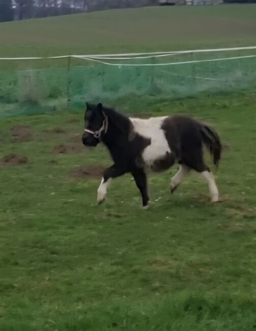 Lieber kleiner Bursche, Paetz, Konie na sprzedaż, Bad Essen