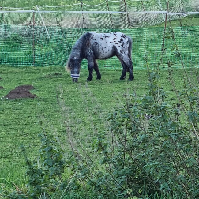 Lieber kleiner Tigerschecke, Paetz, Konie na sprzedaż, Bad Essen