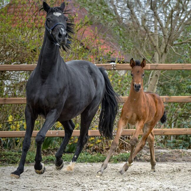 Traumhaftes Hannoveraner Stutfohlen von Viva Romance, Magnus Pickbrenner , Horses For Sale, Königslutter am Elm, Image 4