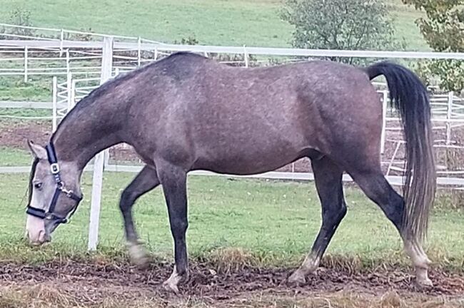 Traumhafter Shagya Araber sucht neue Aufgabe, Pferdevermittlung Leus (Pferdevermittlung Leus ), Horses For Sale, Tiefenbach, Image 2