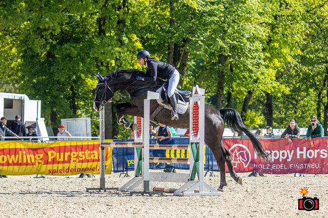 Traumhafter Westfalenwallach, Marion Drapela-Pasching , Horses For Sale, Margarethen am Moos, Image 4