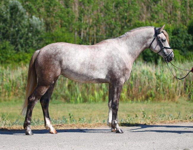 Traum schimmel Pony, Anabell, Horses For Sale, Szarvas, Image 2