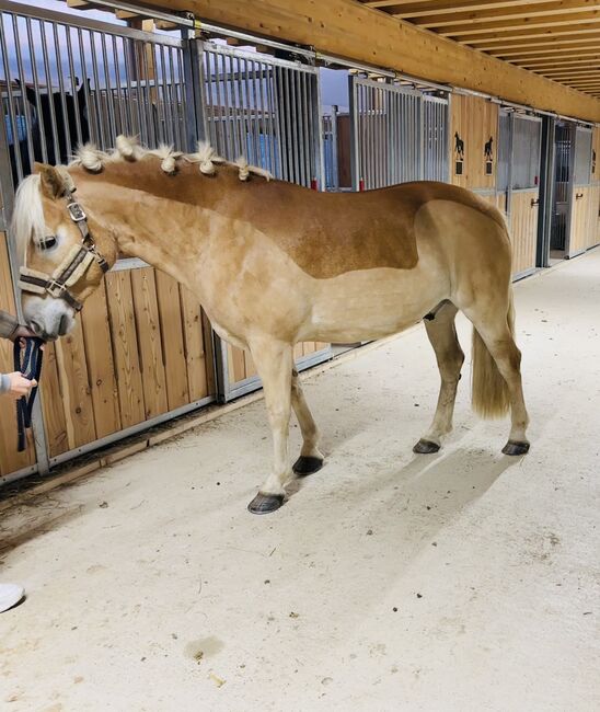 Traumhaflinger sucht Traumzuhause, Lisa Zechmann, Horses For Sale, Ramsau Am Dachstein, Image 4