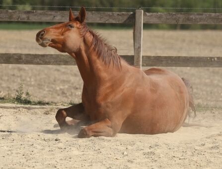 Traumpferd Lehrmeister absolut klar im Kopf, Pichler , Horses For Sale, Mayrhof , Image 3