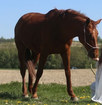 Traumpferd Lehrmeister absolut klar im Kopf, Pichler , Horses For Sale, Mayrhof 