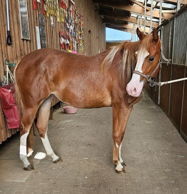 Traumstütchen sucht ein neues Zuhause (Paint Horse), Kerstin Rehbehn (Pferdemarketing Ost), Horses For Sale, Nienburg, Image 4