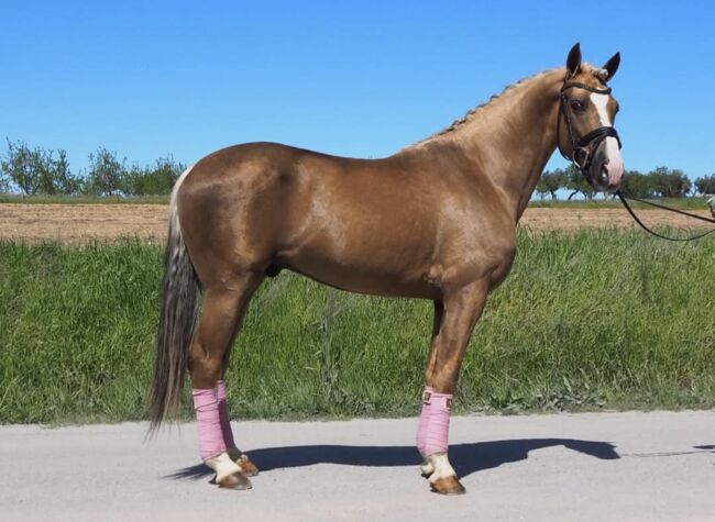 Traumhaft schönes Reitpony, Manu, Horses For Sale, Engen