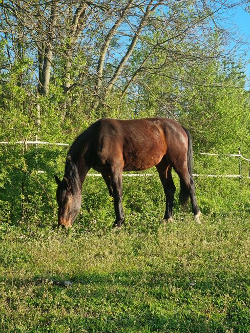 Traumstute mit Traumcharakter, Jennifer , Horses For Sale, Seelow , Image 2