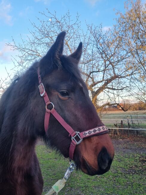 Traumstute mit Traumcharakter, Jennifer , Horses For Sale, Seelow , Image 5