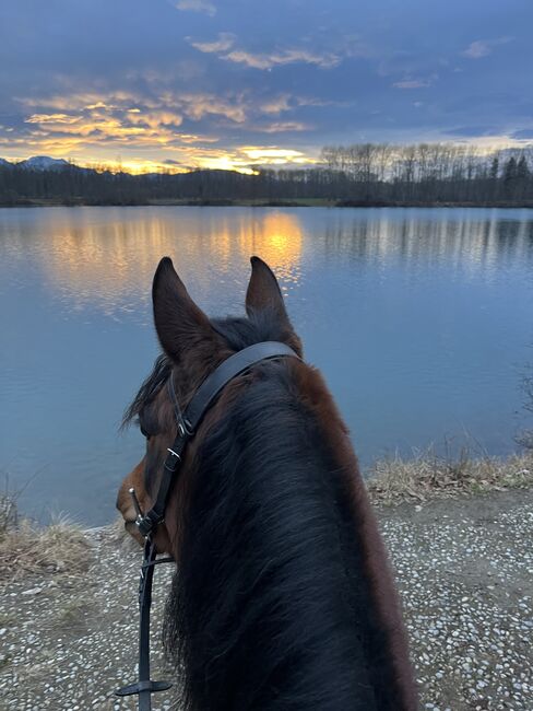 Traumstute mit Charakter, Stefanie Schindler, Horses For Sale, Obertrum am See, Image 5