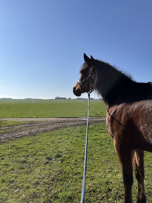 Traumstute mit Charakter, Stefanie Schindler, Horses For Sale, Obertrum am See, Image 4