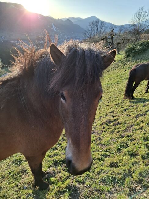 Traumpferd 5 Gänge, Stella, Horses For Sale, Kitzbühel , Image 2