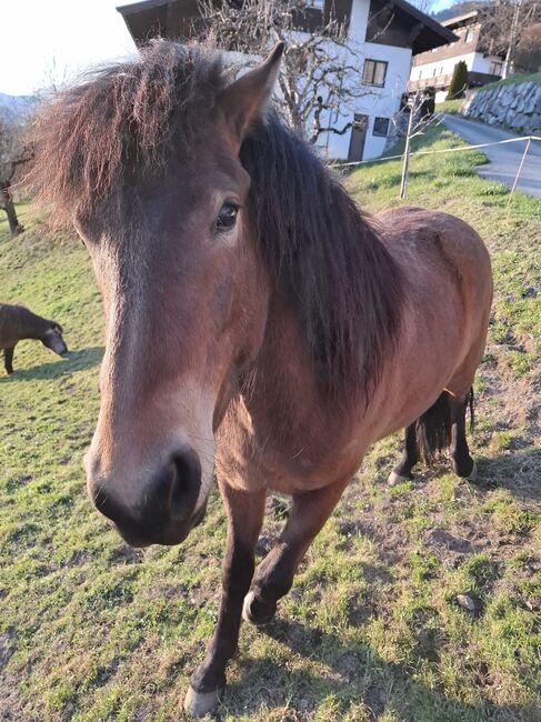 Traumpferd 5 Gänge, Stella, Horses For Sale, Kitzbühel , Image 4