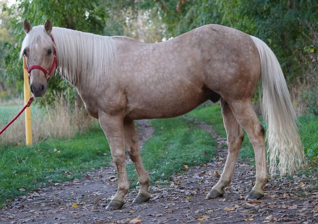 Traumpferd in Gold Palomino, Kerstin Rehbehn (Pferdemarketing Ost), Horses For Sale, Nienburg, Image 4