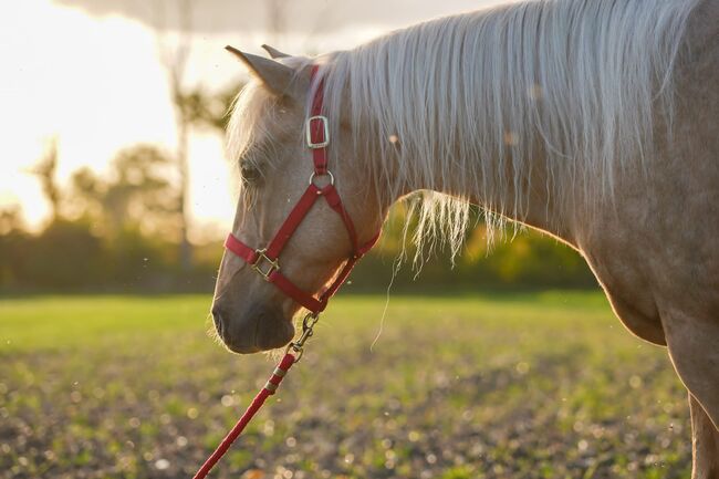 Traumpferd in Gold Palomino, Kerstin Rehbehn (Pferdemarketing Ost), Horses For Sale, Nienburg, Image 3