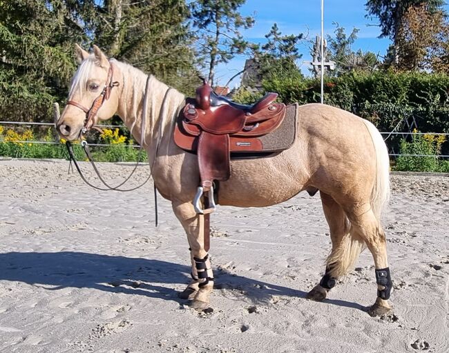 Traumpferd in Gold Palomino, Kerstin Rehbehn (Pferdemarketing Ost), Horses For Sale, Nienburg, Image 9