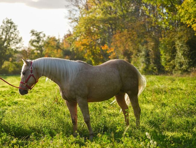 Traumpferd in Gold Palomino, Kerstin Rehbehn (Pferdemarketing Ost), Horses For Sale, Nienburg, Image 7