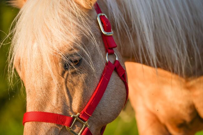 Traumpferd in Gold Palomino, Kerstin Rehbehn (Pferdemarketing Ost), Horses For Sale, Nienburg, Image 5