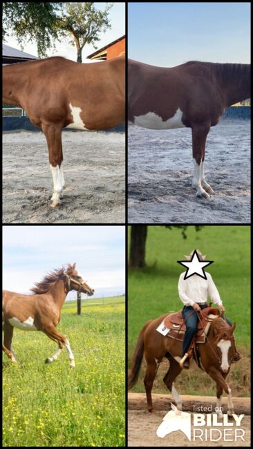 Traumpferd mit Herz sucht liebevolles Zuhause, Kerstin Rehbehn (Pferdemarketing Ost), Horses For Sale, Nienburg, Image 7