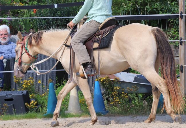 Traumpferd mit Herz und Farbe - Zeb sucht seinen Menschen, Kerstin Rehbehn (Pferdemarketing Ost), Horses For Sale, Nienburg, Image 20