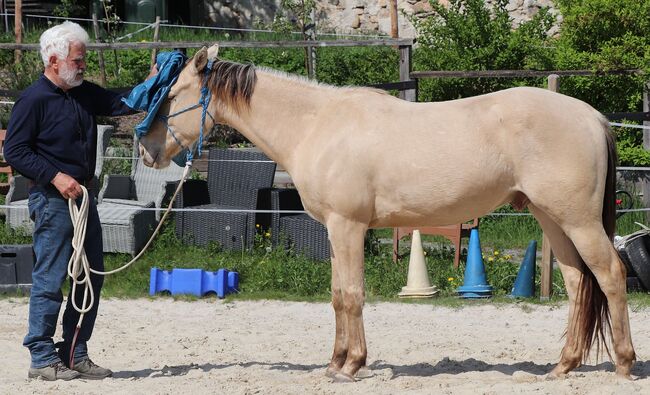 Traumpferd mit Herz und Farbe - Zeb sucht seinen Menschen, Kerstin Rehbehn (Pferdemarketing Ost), Horses For Sale, Nienburg, Image 6