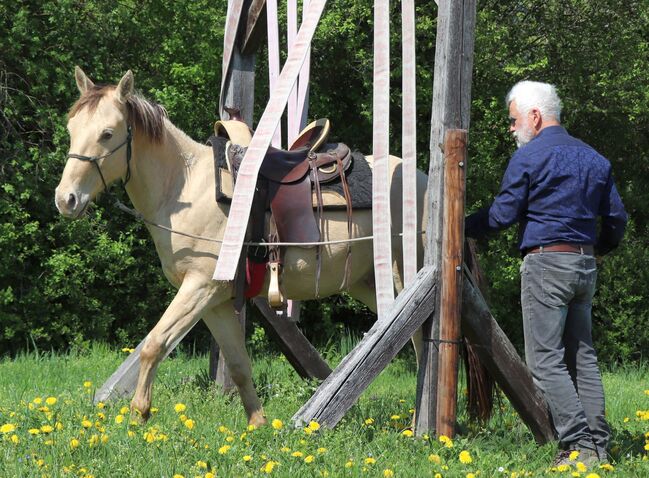 Traumpferd mit Herz und Farbe - Zeb sucht seinen Menschen, Kerstin Rehbehn (Pferdemarketing Ost), Horses For Sale, Nienburg, Image 5