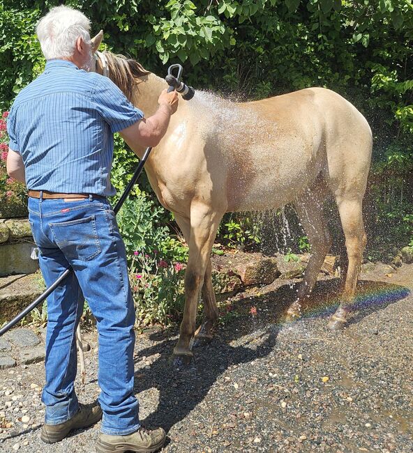 Traumpferd mit Herz und Farbe - Zeb sucht seinen Menschen, Kerstin Rehbehn (Pferdemarketing Ost), Horses For Sale, Nienburg, Image 13